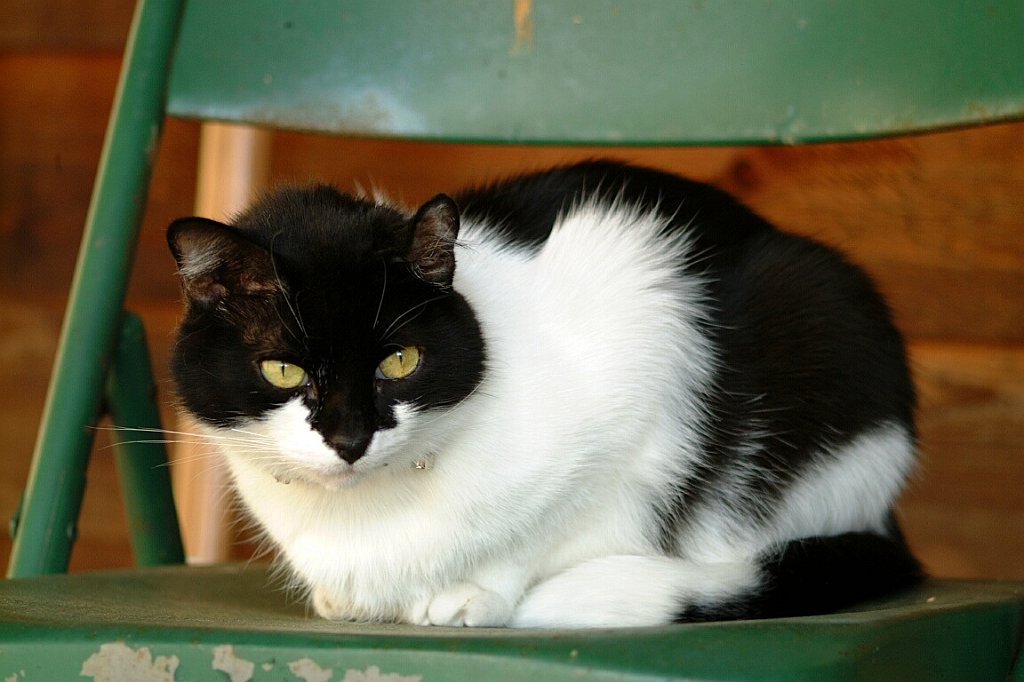 Gatti (91)
